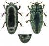 Platysoma elongatum elongatum